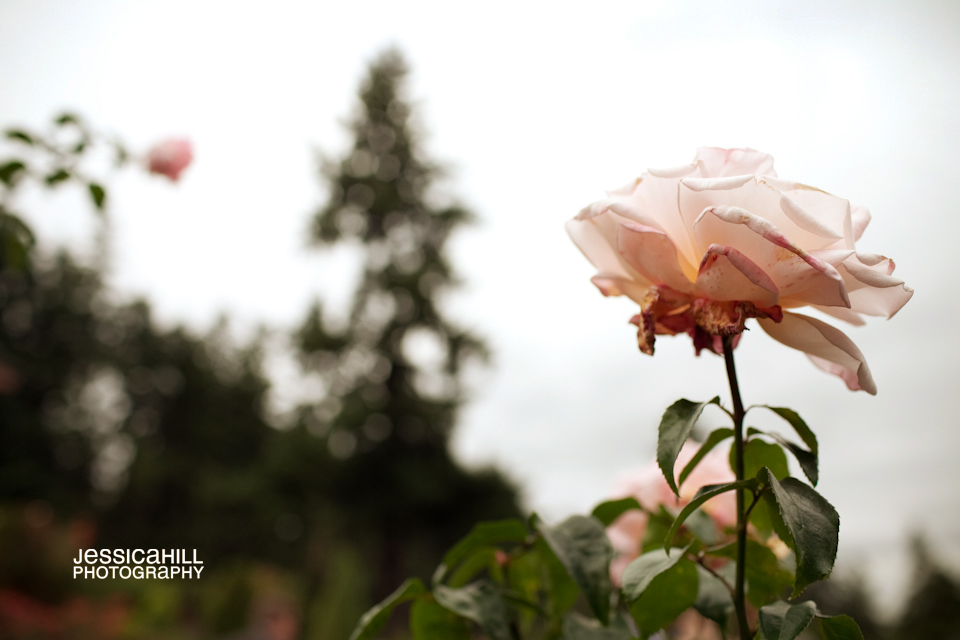 Portland-Rose-Garden-Wedding-9.jpg