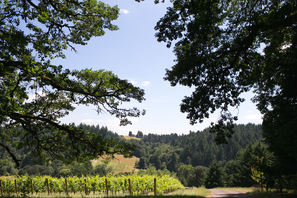 A scenic landscape of a vineyard surrounded by green trees and rolling hills under a clear blue sky, framed by large oak tree branches in the foreground. Jessica Hill Photography - Wedding Photographer - Oregon