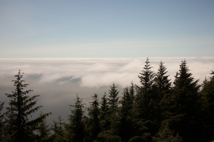 A view of a forested landscape with tall evergreen trees in the foreground and a thick layer of fog or clouds partially covering the mountains and ocean in the background under a clear sky. Jessica Hill Photography - Wedding Photographer - Oregon