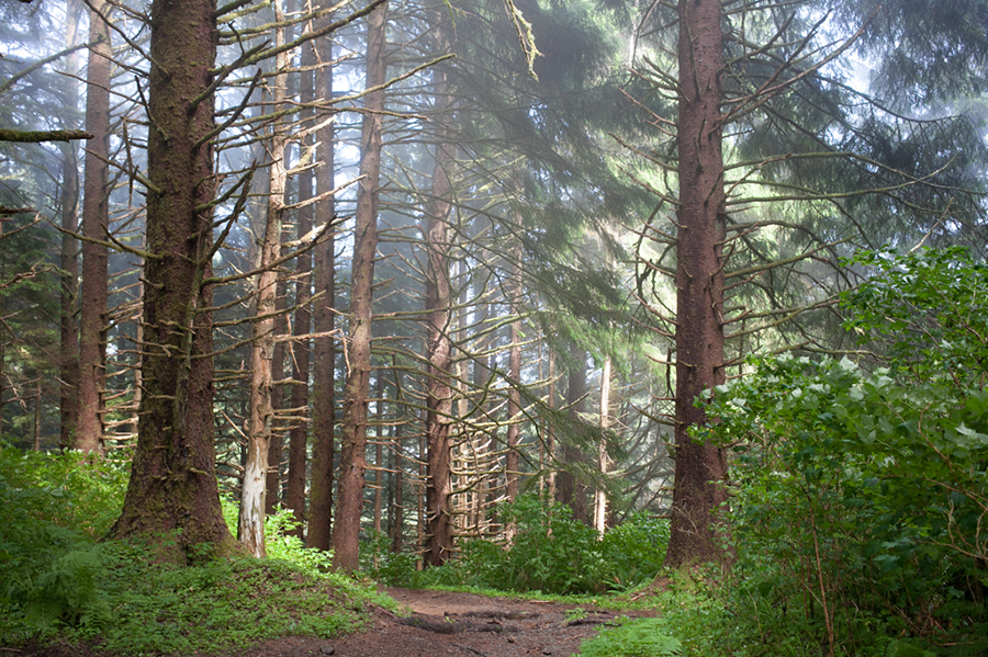 A forest scene with tall pine trees, dense greenery, and a dirt path winding through the undergrowth. Sunlight filters softly through the branches, creating a peaceful, misty atmosphere. Jessica Hill Photography - Wedding Photographer - Oregon