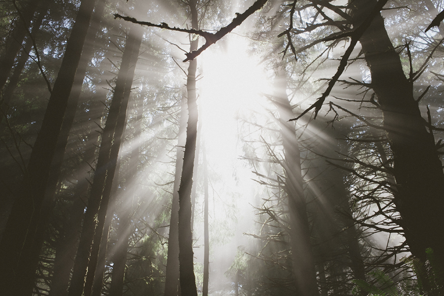 Sunlight streams through tall trees in a dense forest, creating bright beams and casting shadows on the ground; the scene feels serene and ethereal, with mist diffusing the light. Jessica Hill Photography - Wedding Photographer - Oregon