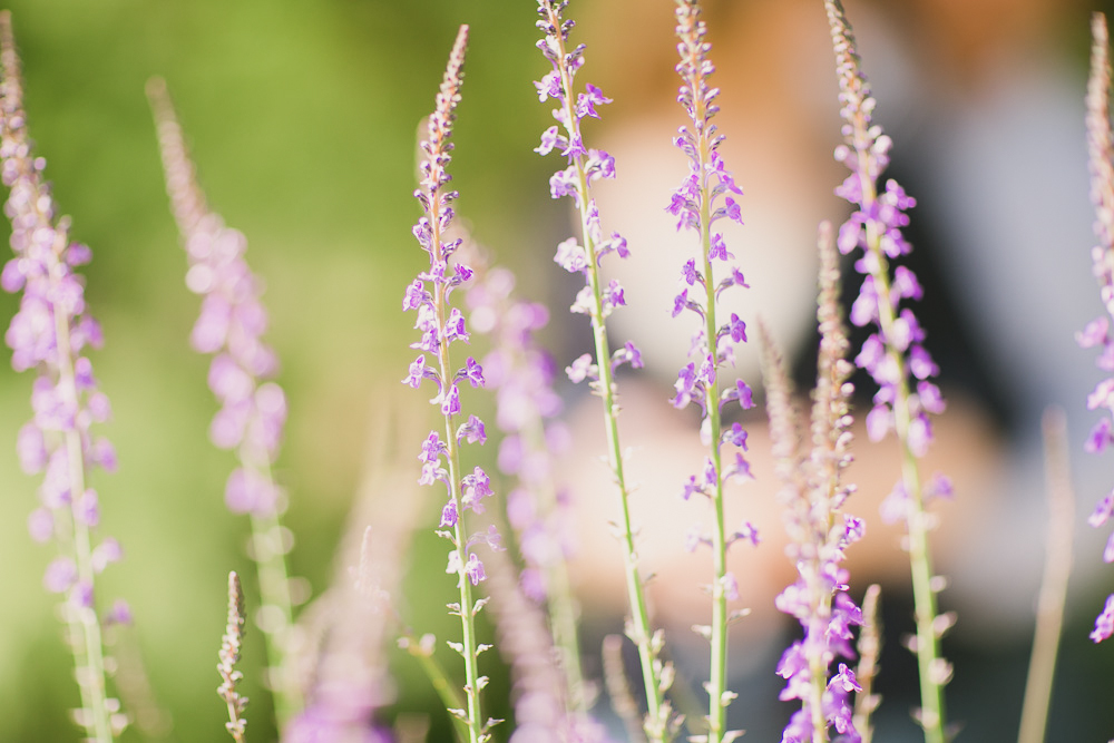 Close-up of tall, slender purple wildflowers in bloom, with a blurred green and light background. Jessica Hill Photography - Wedding Photographer - Oregon
