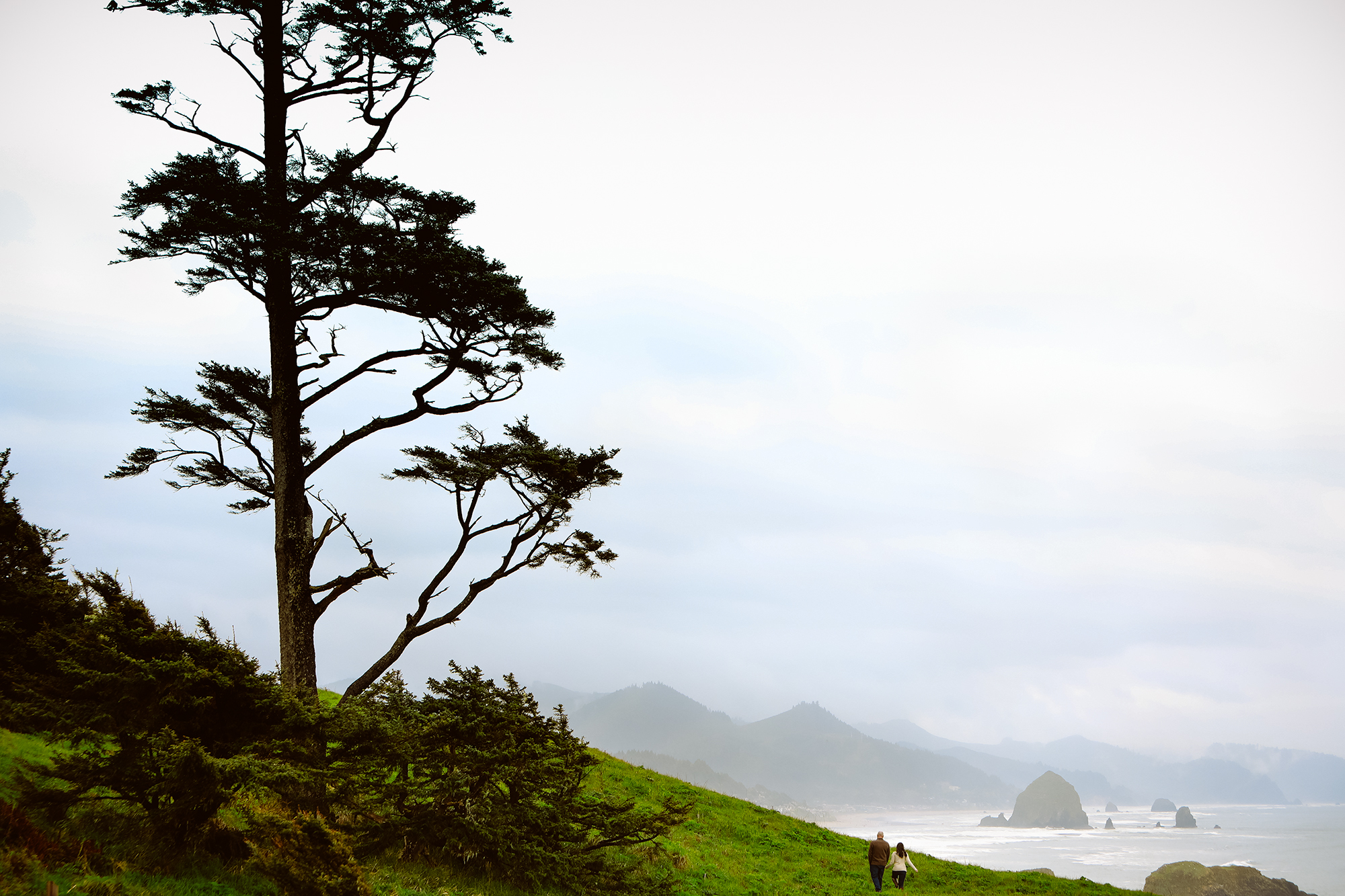 A large tree stands on a green hillside overlooking the ocean, with two people walking below and sea stacks visible in the misty distance. Jessica Hill Photography